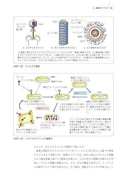 がんの生物学　第二版 Amazon.co.jp: ワインバーグ がんの生物学(原書第2版) : 武藤 誠